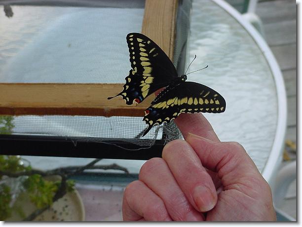 Click for the original image